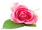 Seria Rosa Damascena